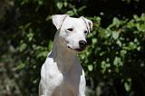 PARSON RUSSEL TERRIER 178